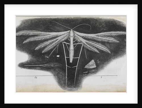 Microscopic view of a white feather-winged moth by Robert Hooke