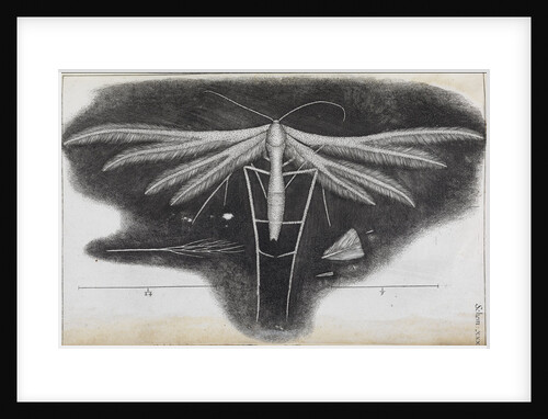 Microscopic view of a white feather-winged moth by Robert Hooke