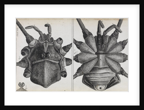 Microscopic views of a spider by Robert Hooke