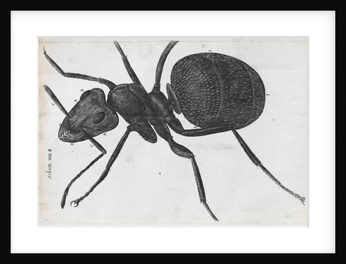 Microscopic view of an ant by Robert Hooke