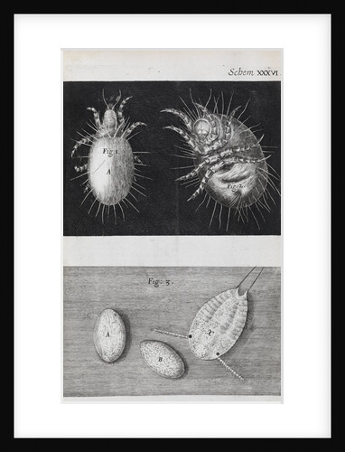 Microscopic views of mites by Robert Hooke
