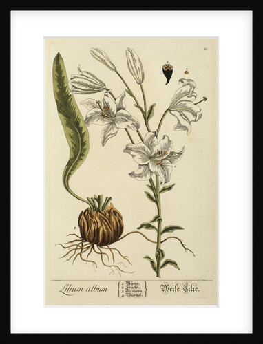 'Lilium album' by Elizabeth Blackwell