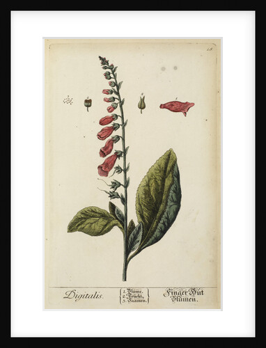 'Digitalis' by Elizabeth Blackwell