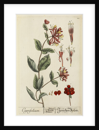 'Caprifolium' by Elizabeth Blackwell