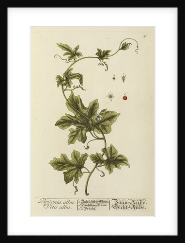 'Bryonia alba' by Elizabeth Blackwell
