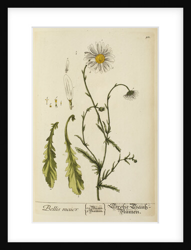 'Bellis maior' by Elizabeth Blackwell