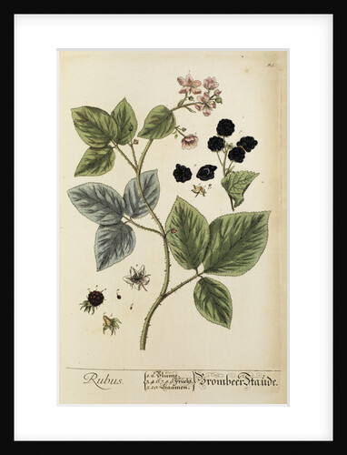 'Rubus' by Elizabeth Blackwell