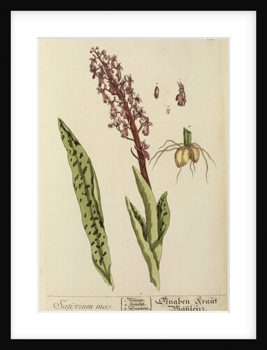 'Satyrium mas' by Elizabeth Blackwell