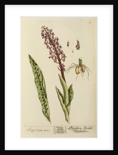 'Satyrium mas' by Elizabeth Blackwell