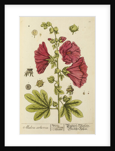 'Malva arborea' by Elizabeth Blackwell