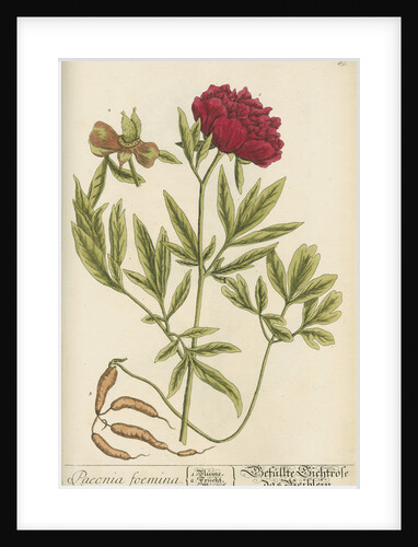 'Paeonia foemina' by Elizabeth Blackwell