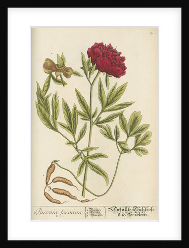 'Paeonia foemina' by Elizabeth Blackwell