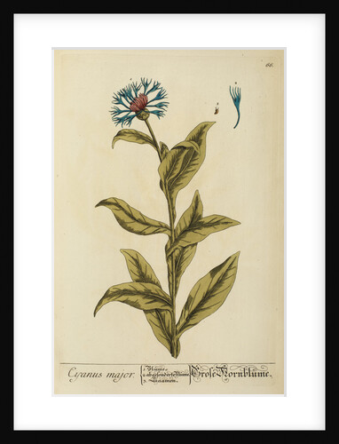 'Cyanus major' by Elizabeth Blackwell