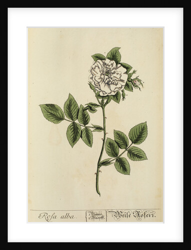 'Rosa alba' by Elizabeth Blackwell