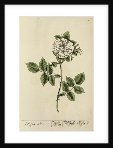 'Rosa alba' by Elizabeth Blackwell