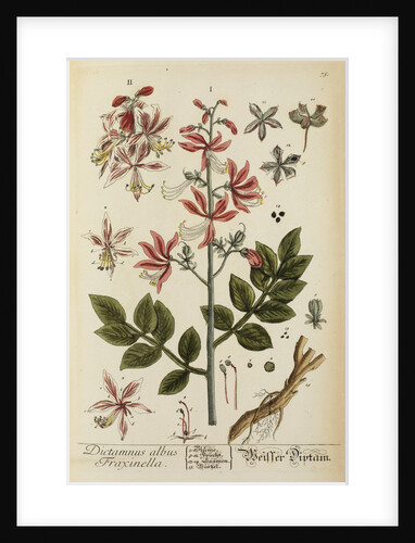 'Dictamnus albus' by Elizabeth Blackwell