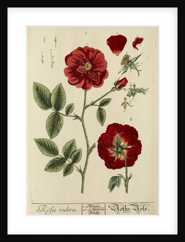 'Rosa rubra' by Elizabeth Blackwell
