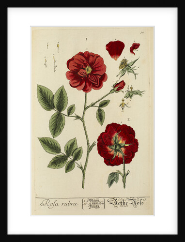 'Rosa rubra' by Elizabeth Blackwell