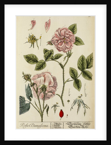 'Rosa damascena' by Elizabeth Blackwell
