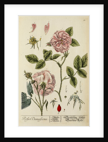 'Rosa damascena' by Elizabeth Blackwell