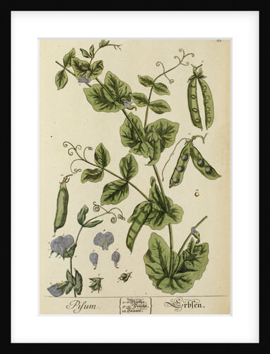 'Pisum' by Elizabeth Blackwell