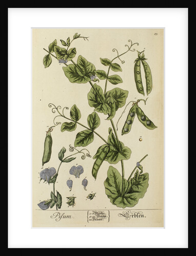 'Pisum' by Elizabeth Blackwell