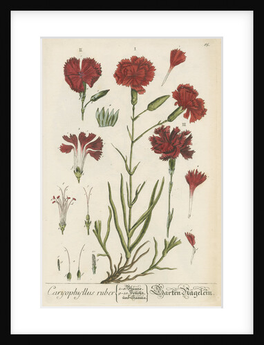 'Caryophyllus ruber' by Elizabeth Blackwell