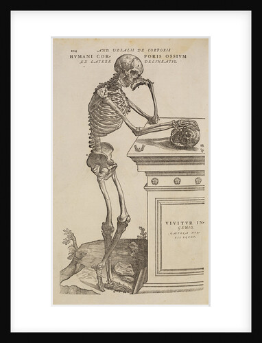 'Humani corporis ossium ex latere delineatio' by Studio of Titian