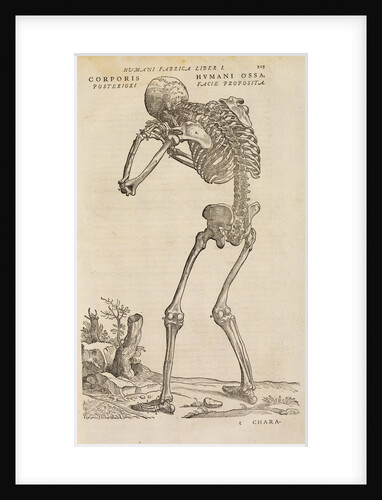 'Corporis humani ossa, posteriori facie proposita' by Studio of Titian