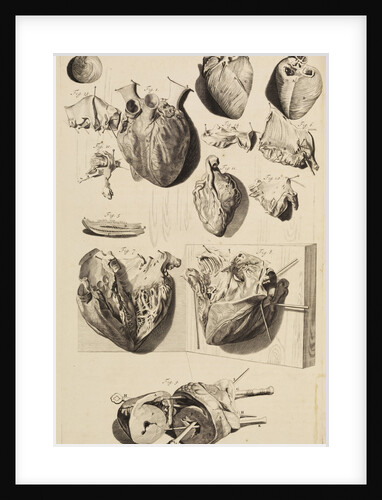 The human heart by Gerard de Lairesse