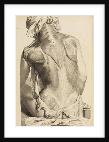 Back muscles by Gerard de Lairesse
