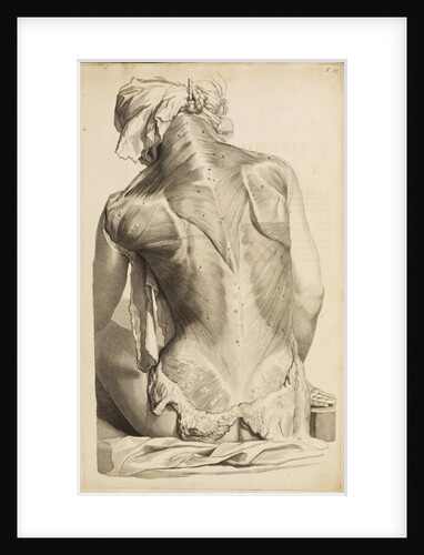 Back muscles by Gerard de Lairesse