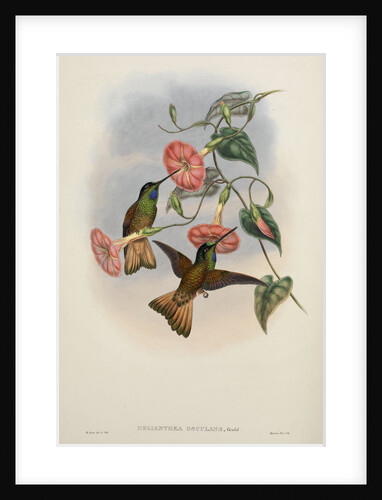 'Helianthea osculans' by William Matthew Hart