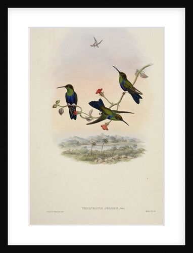 'Thalurania jelskii' by William Matthew Hart