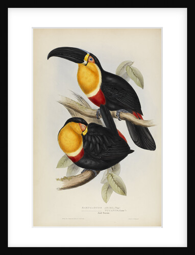 'Ramphastos ariel' by Elizabeth Gould