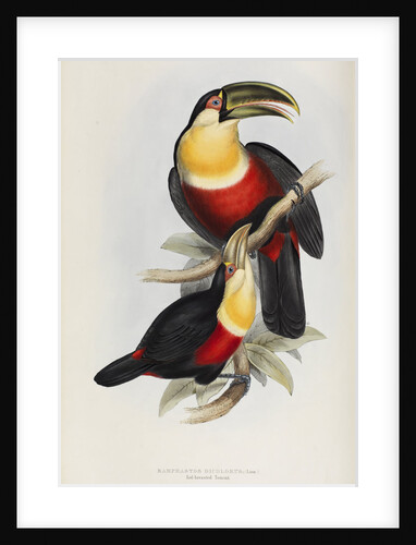 'Ramphastos dicolorus' by Elizabeth Gould