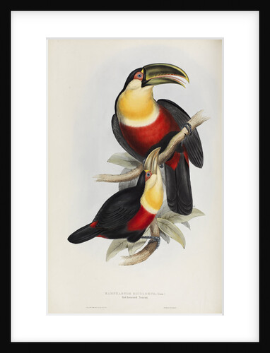'Ramphastos dicolorus' by Elizabeth Gould