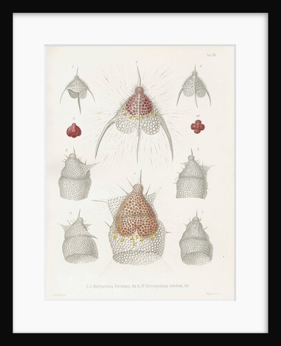 'Dictyoceras virchowii' and 'Dictyopodium trilobum' by W Wagenschieber