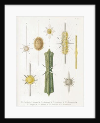 Various classes of radiolarian by W Wagenschieber