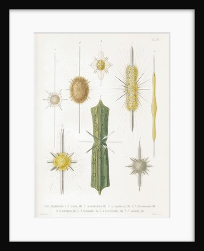 Various classes of radiolarian by W Wagenschieber