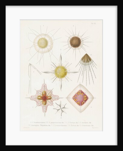 Various classes of radiolarian by W Wagenschieber