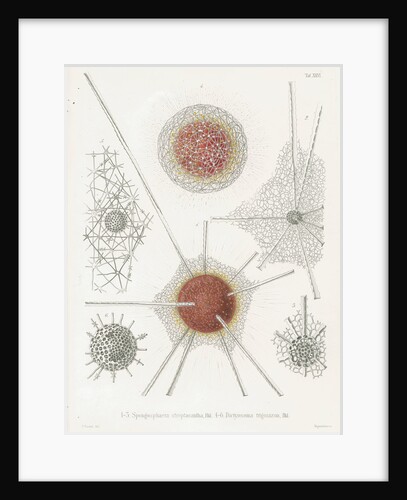 'Spongosphaera streptacantha' and 'Dictyosoma trigonizon' by W Wagenschieber