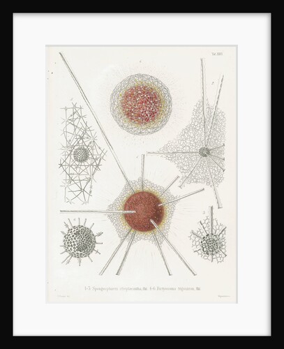'Spongosphaera streptacantha' and 'Dictyosoma trigonizon' by W Wagenschieber