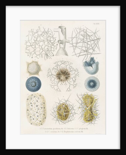 Various classes of radiolarian by W Wagenschieber
