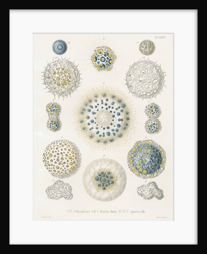 Various classes of radiolarian by W Wagenschieber