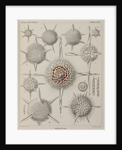 'Hexastylus' by E Giltsch