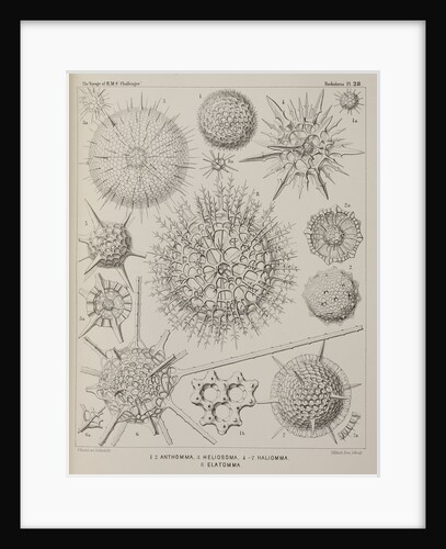 Various classes of radiolarian by E Giltsch