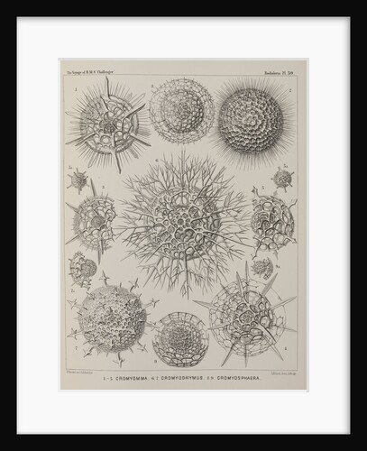 Various classes of radiolarian by E Giltsch