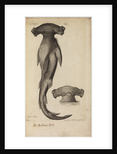 'Cartilaginei Longi' by Anonymous