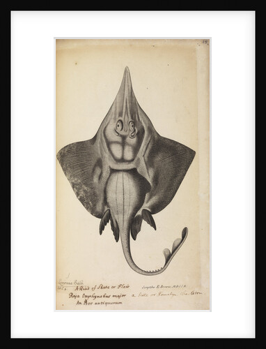 'Laviraia Salv.' by Anonymous